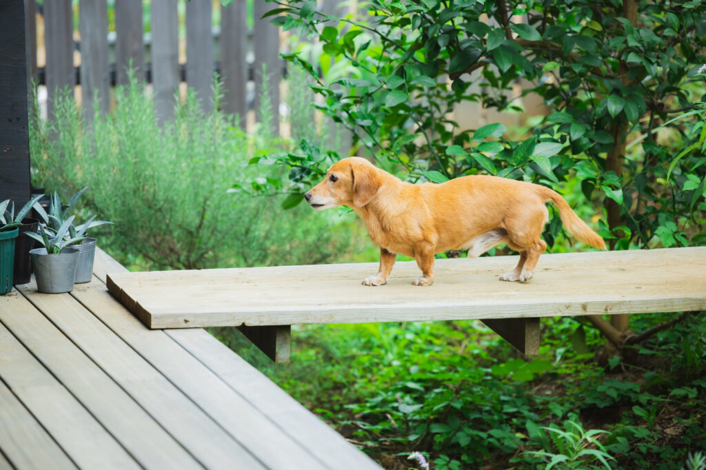 犬が橋を渡っている