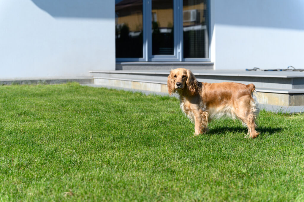 庭の芝生に犬がいる
