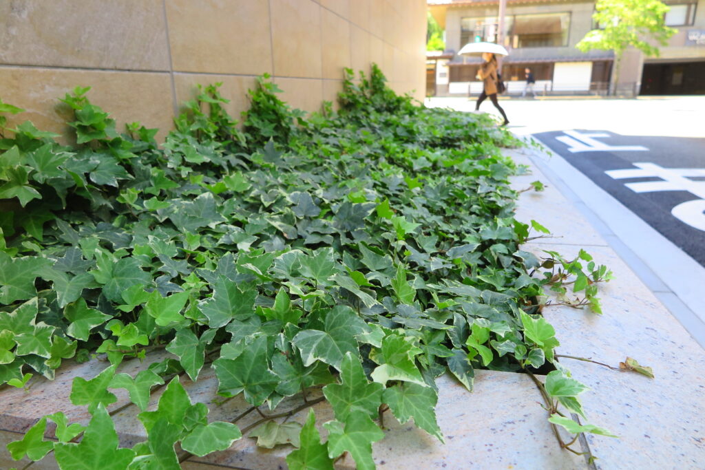 グラウンドカバー