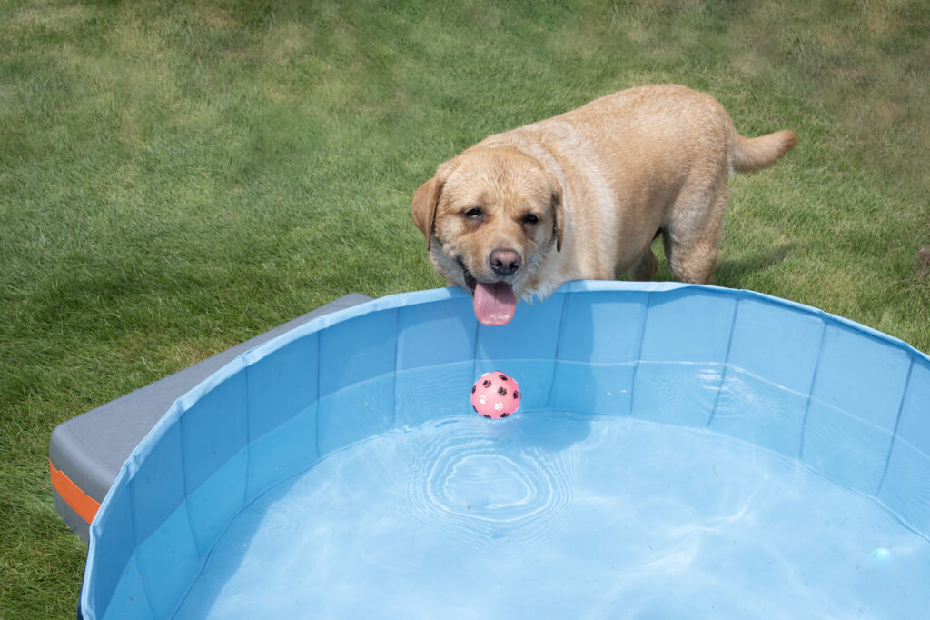 犬がプールで遊んでいる