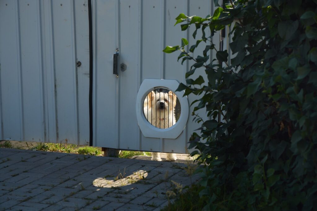 ドアの小窓から犬が見ている