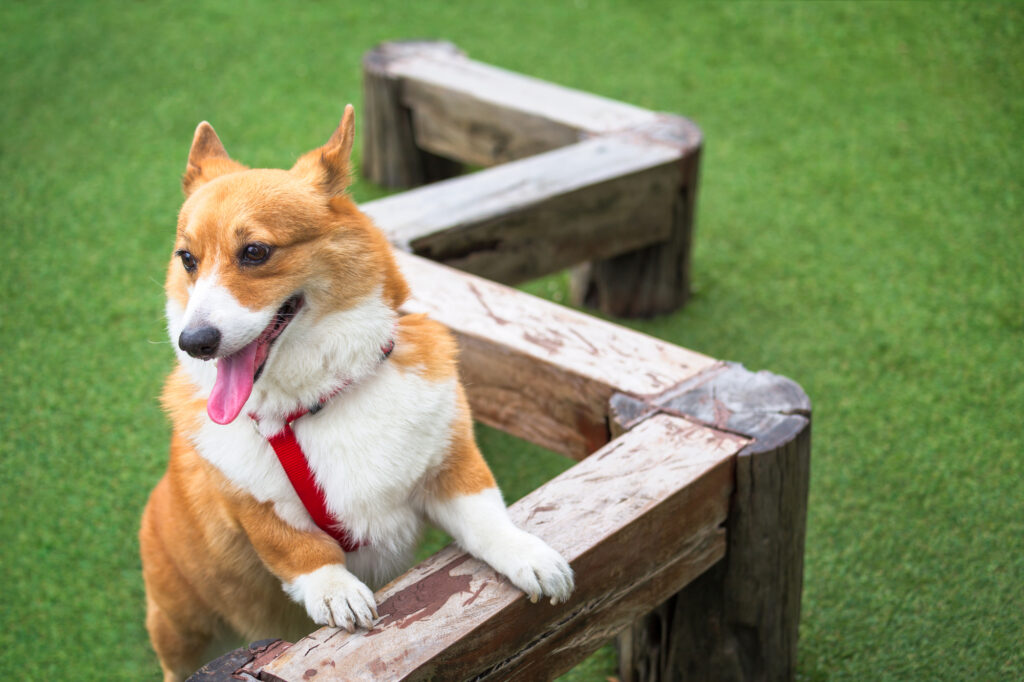 犬が遊具で遊んでいる