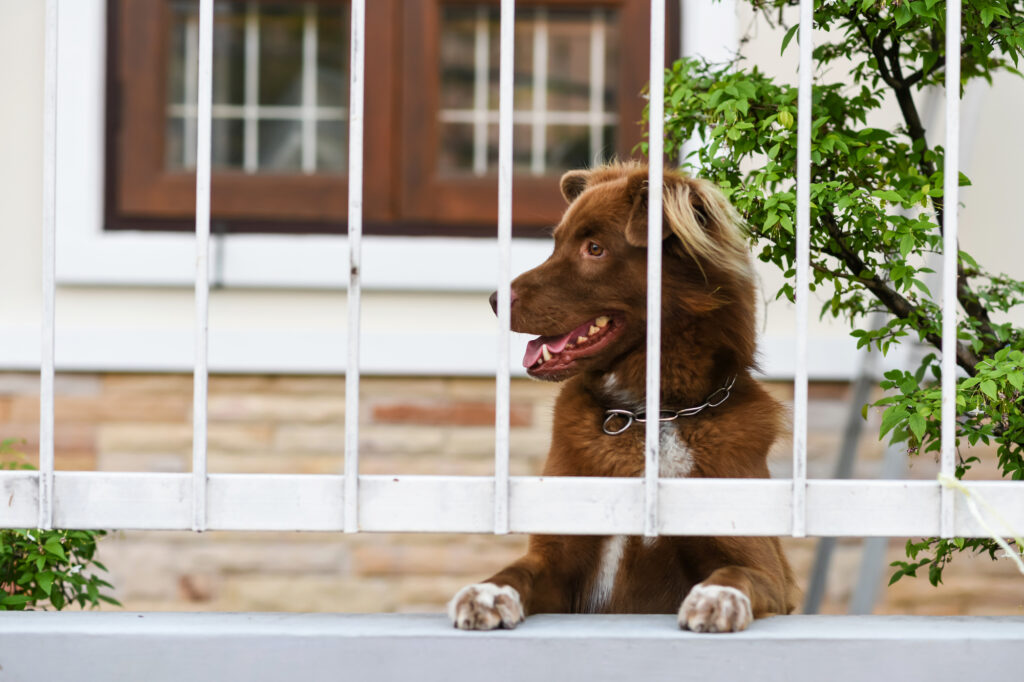 犬がフェンス越しに見ている