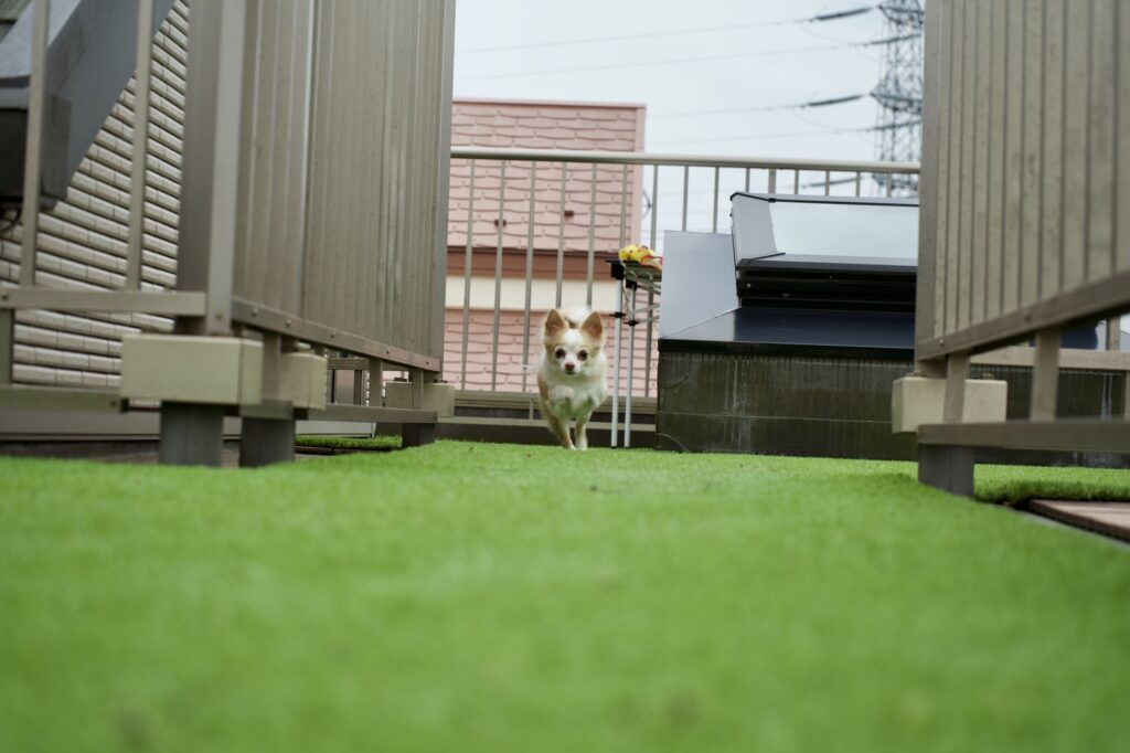 庭を走る犬