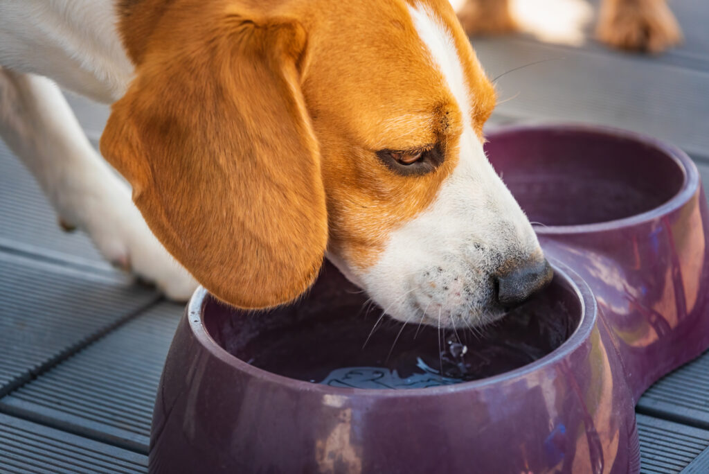 犬が水を飲んでいる