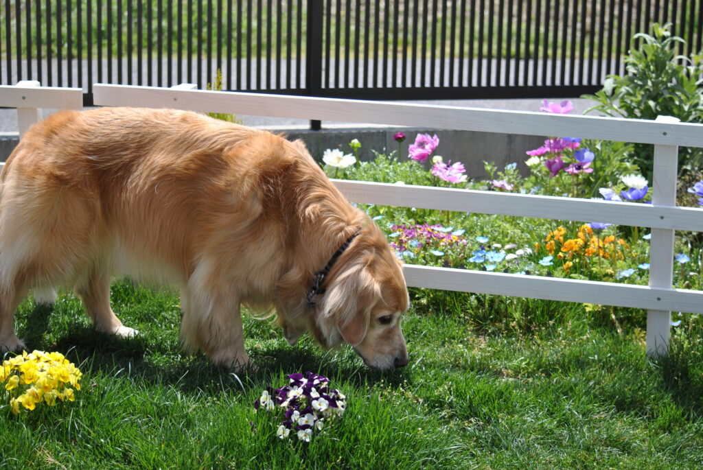 犬と植物
