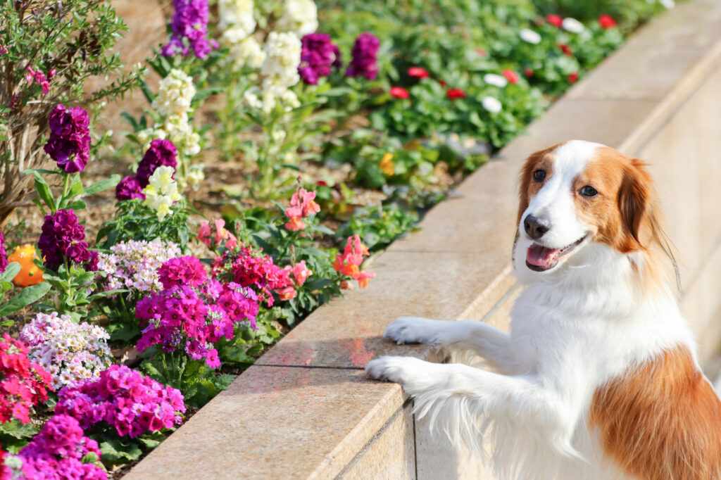 犬と花