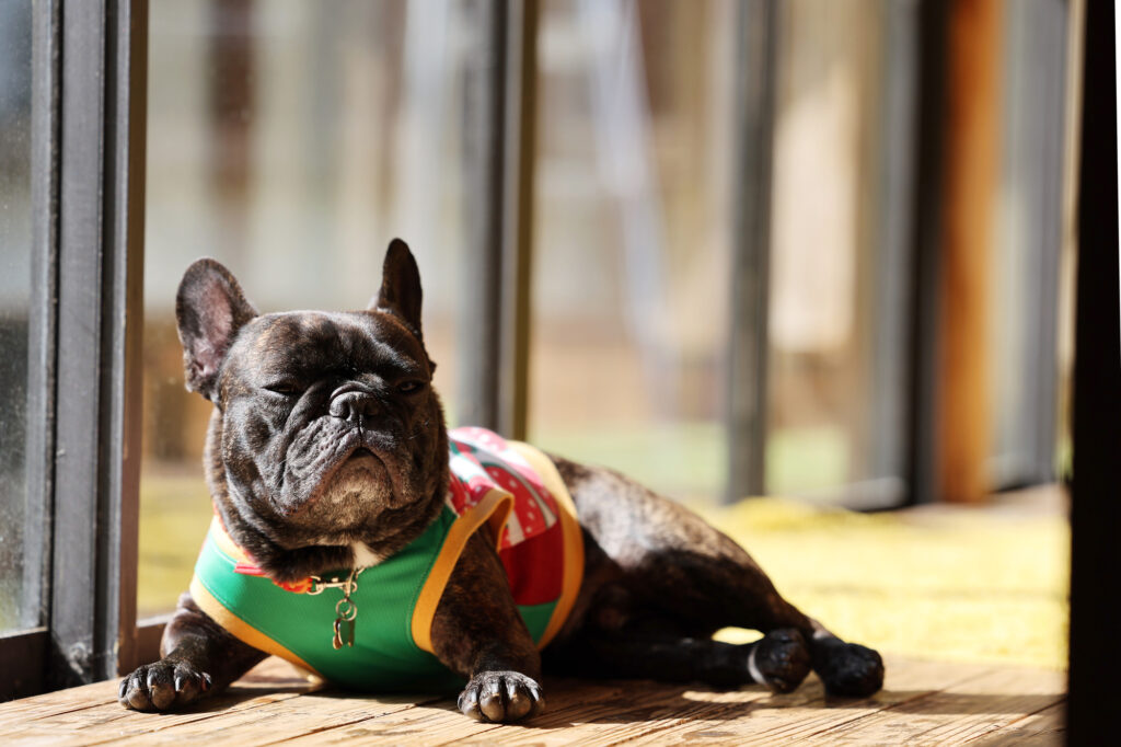 日向ぼっこする犬