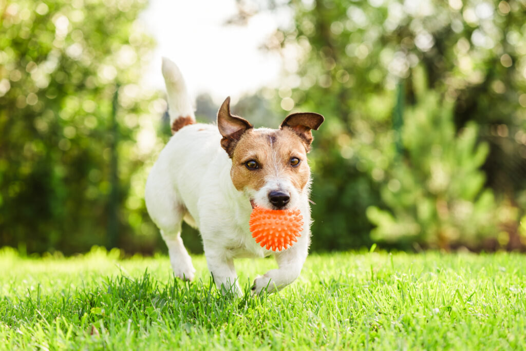 オモチャをくわえて走る犬