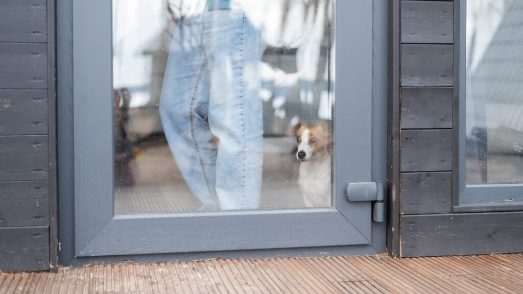 ドアから除く犬