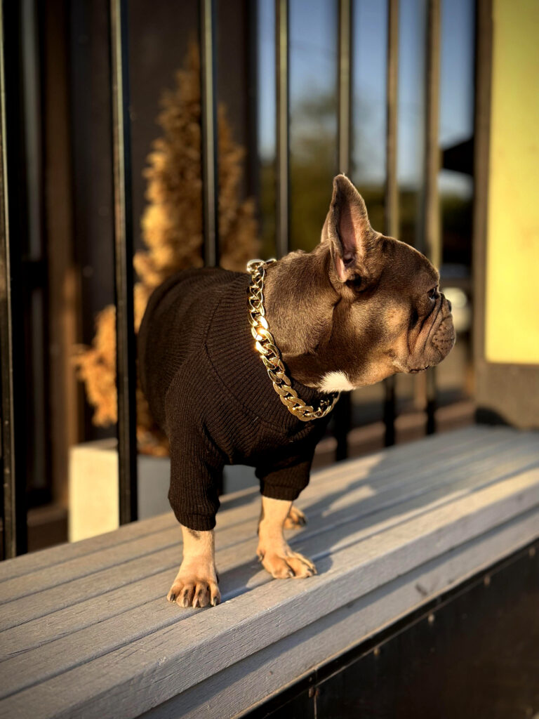 フェンス越しから顔を出す犬