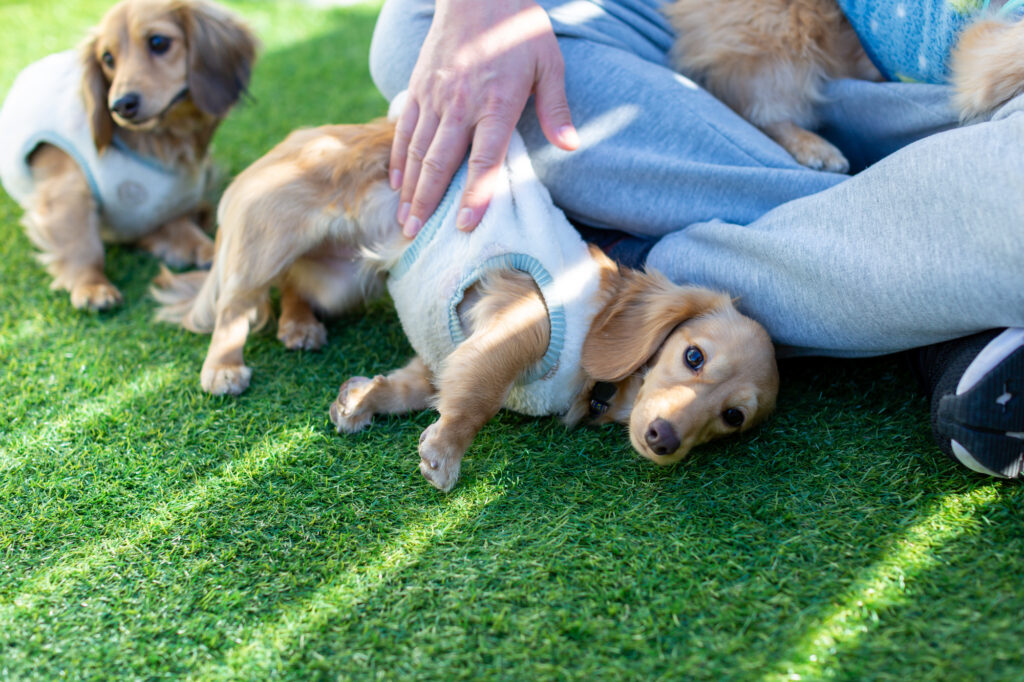 芝生の上で撫でられる犬