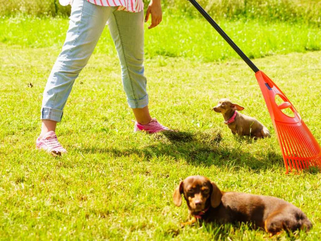掃除をしている人と犬達