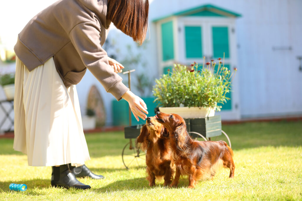 飼い主と触れ合う犬