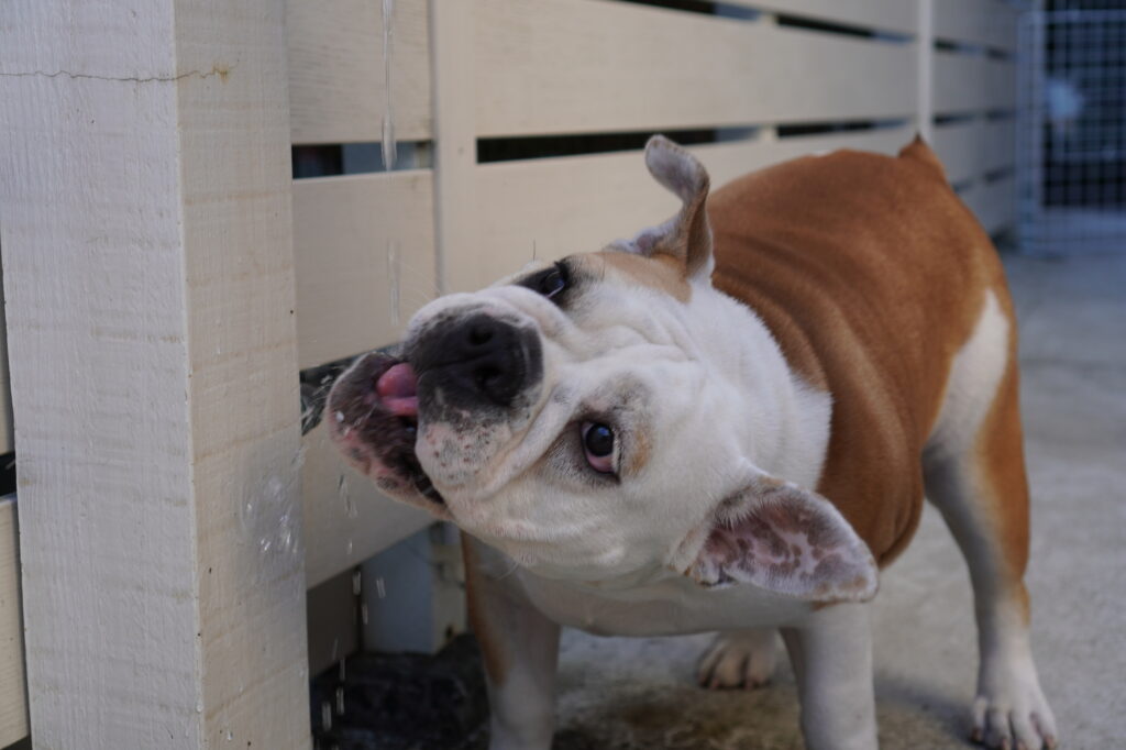 水を飲む犬