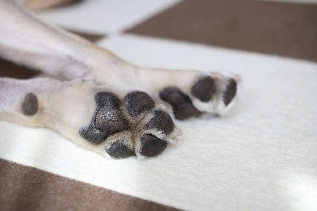 犬の肉球