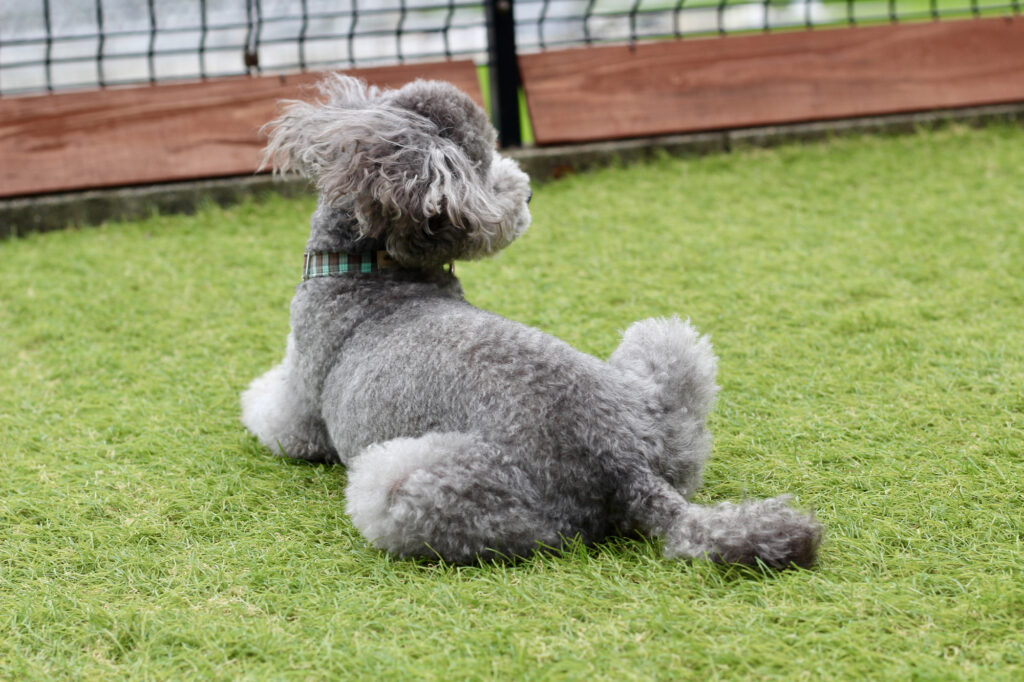 後ろ向きに座る犬
