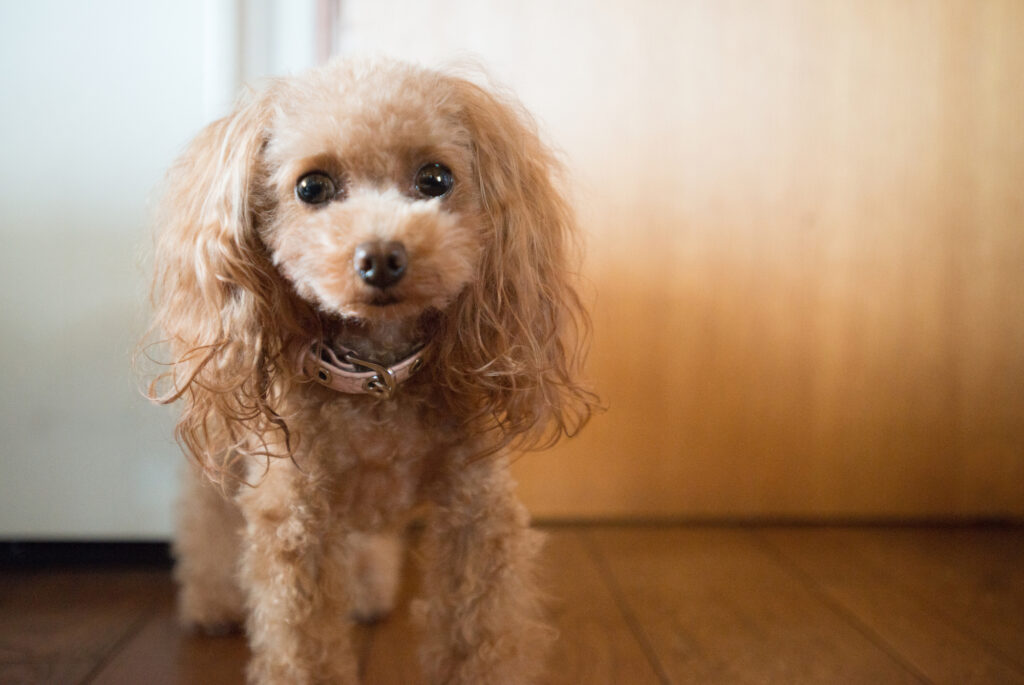 ドアの前に立つ犬