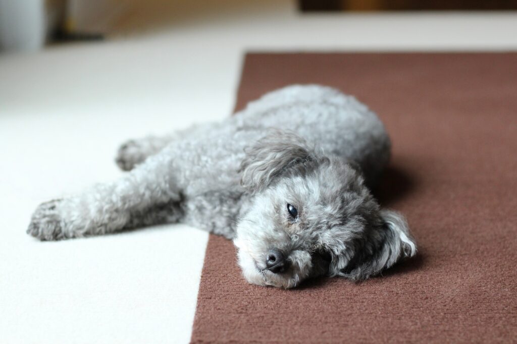 マットに寝る犬