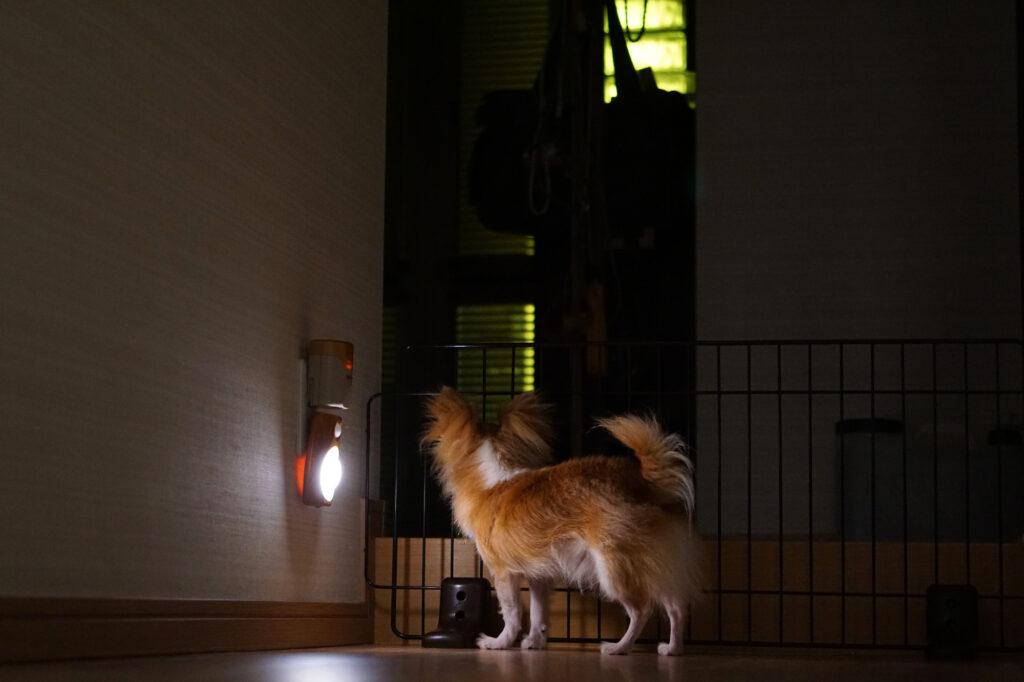 夜にたたずむ犬