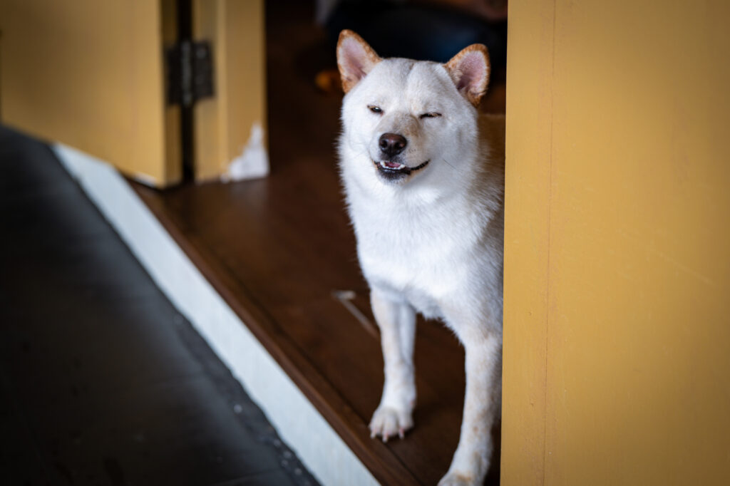 入口前で待つ犬