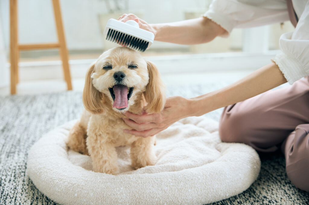 ブラッシングされている犬
