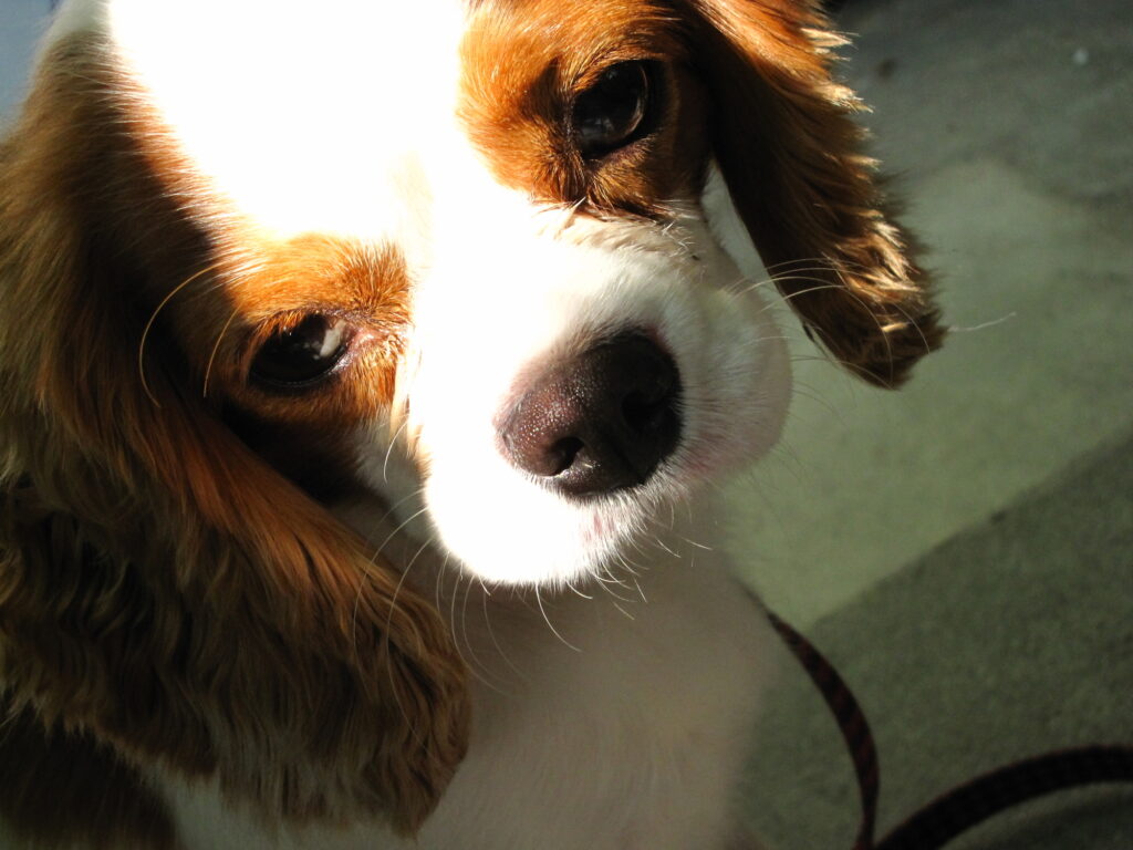 日があたり眩しい犬の顔