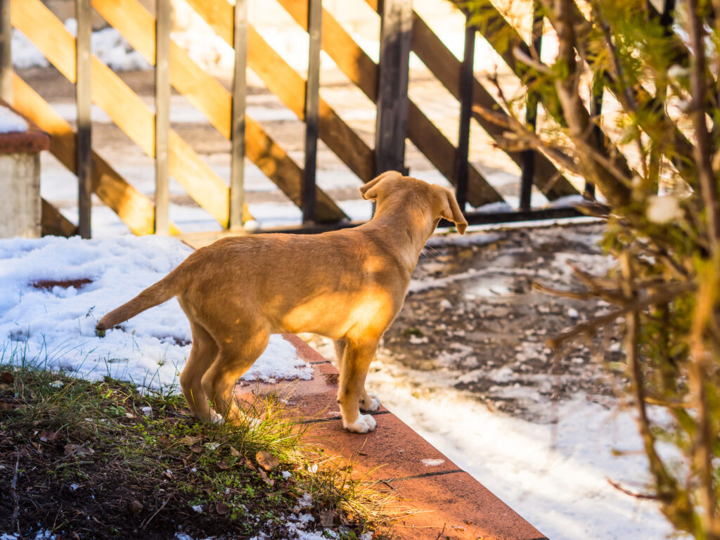 雪が積もる庭にいる犬