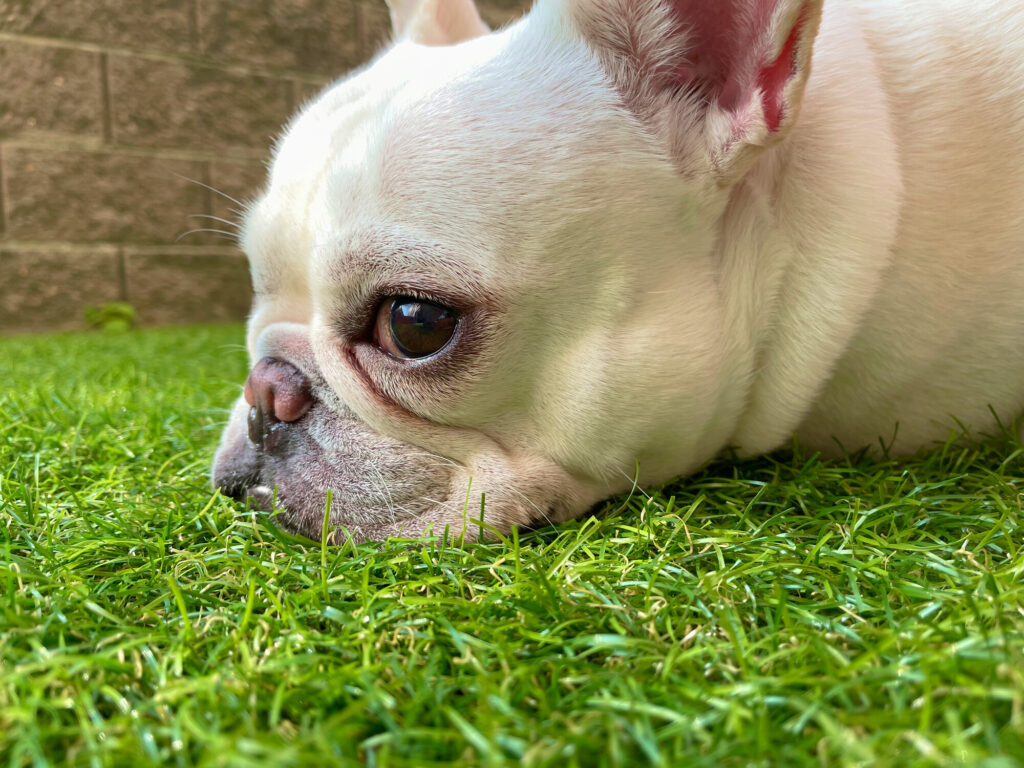 芝生に顔を埋める犬