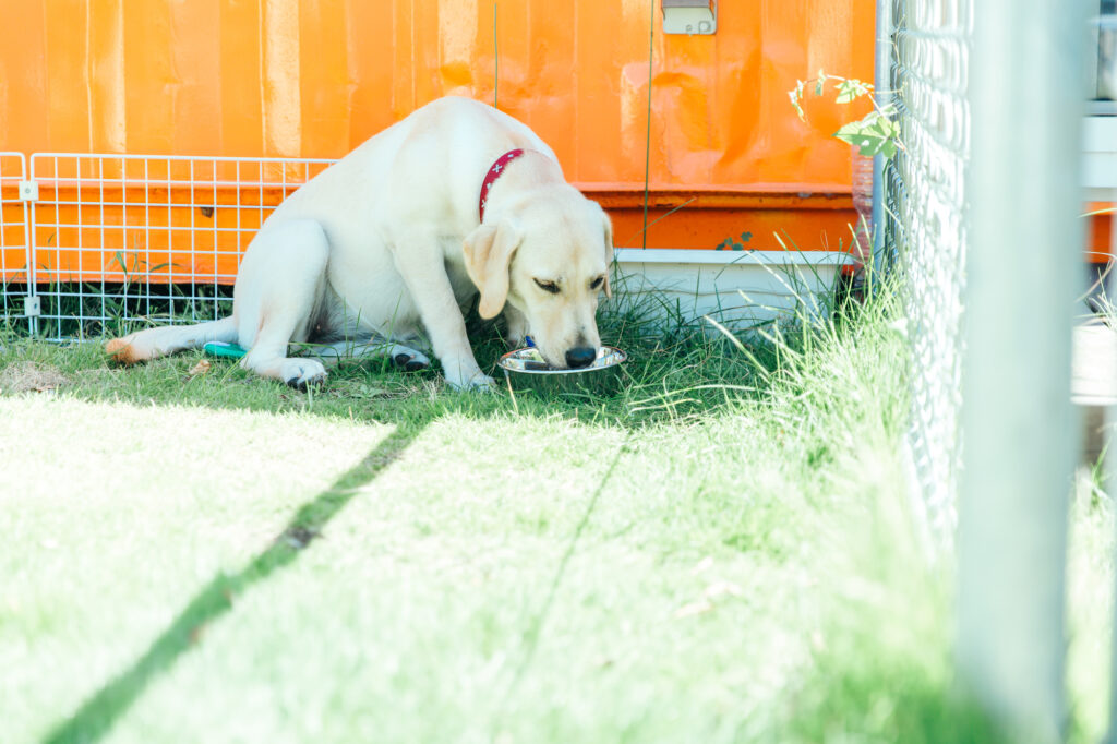 日陰で水を飲む犬